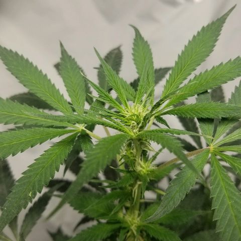 Gina growlog timeline photo