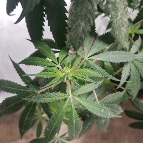 Gina growlog timeline photo