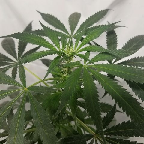 Gina growlog timeline photo