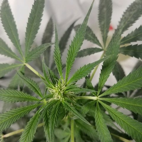Gina growlog timeline photo