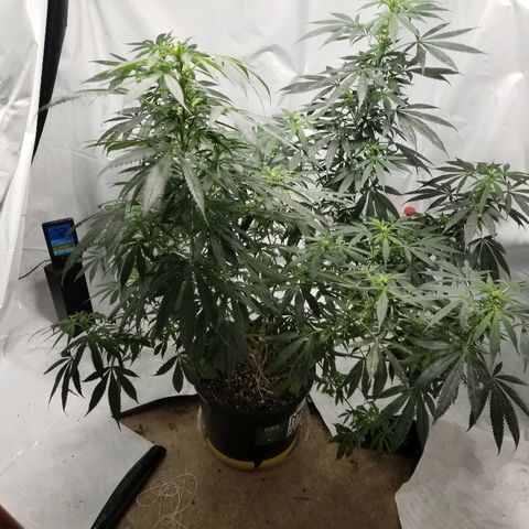 Gina growlog timeline photo