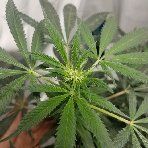 Gina growlog timeline photo