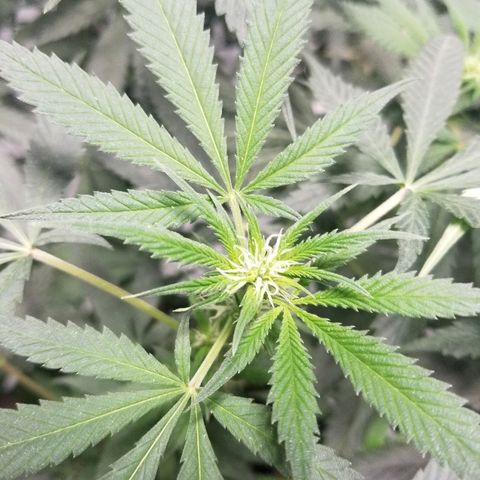 Gina growlog timeline photo