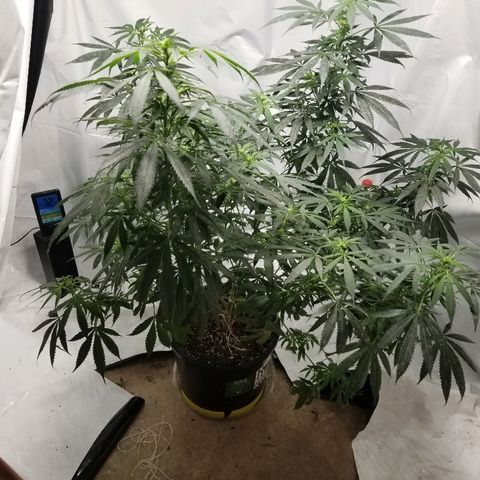 Gina growlog timeline photo