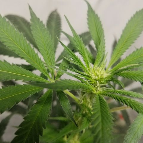 Gina growlog timeline photo