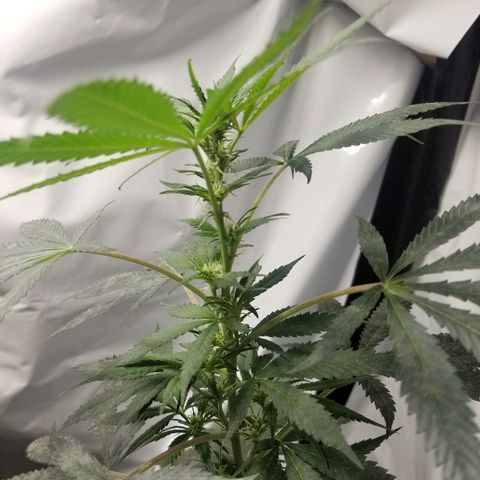 Gina growlog timeline photo