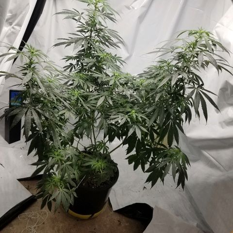 Gina growlog timeline photo