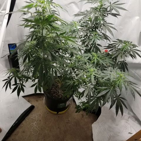 Gina growlog timeline photo