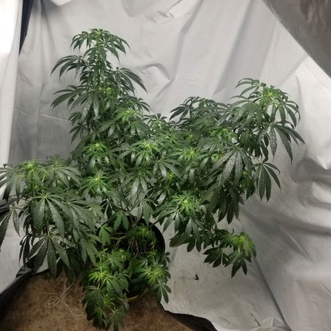 Gina growlog timeline photo