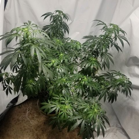 Gina growlog timeline photo