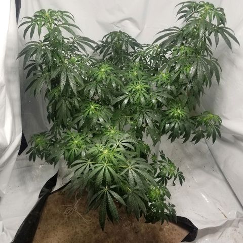 Gina growlog timeline photo