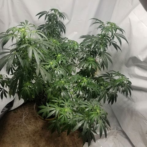 Gina growlog timeline photo