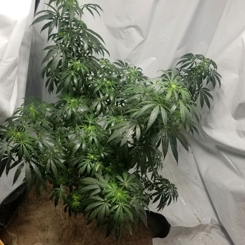 Gina growlog timeline photo