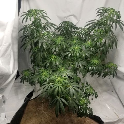 Gina growlog timeline photo