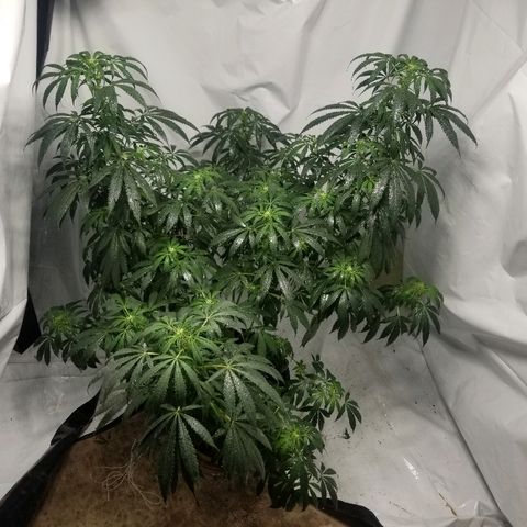 Gina growlog timeline photo