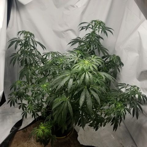 Gina growlog timeline photo