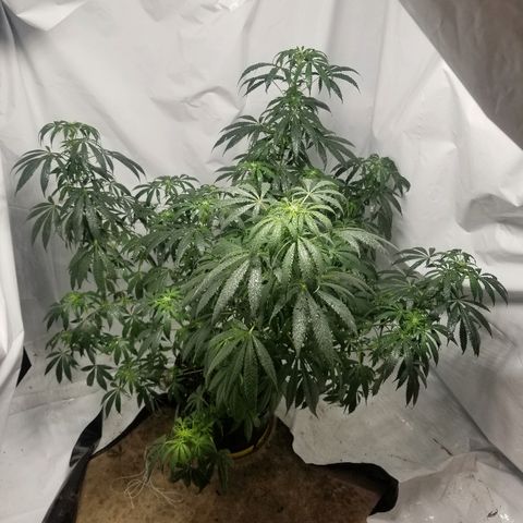 Gina growlog timeline photo