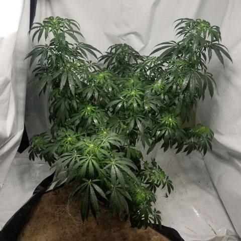 Gina growlog timeline photo