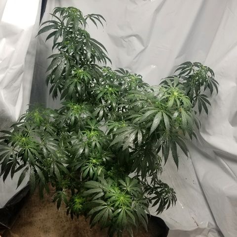 Gina growlog timeline photo