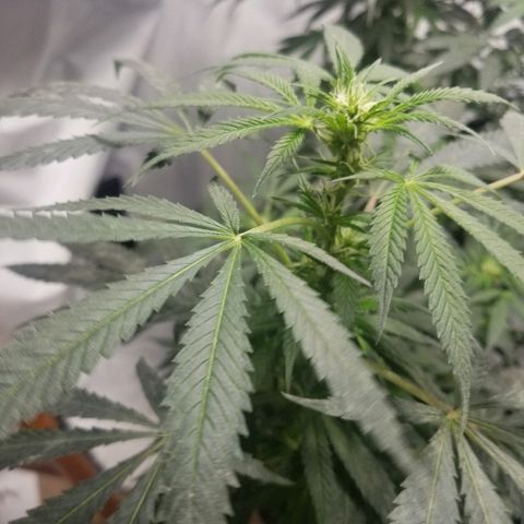 Gina growlog timeline photo