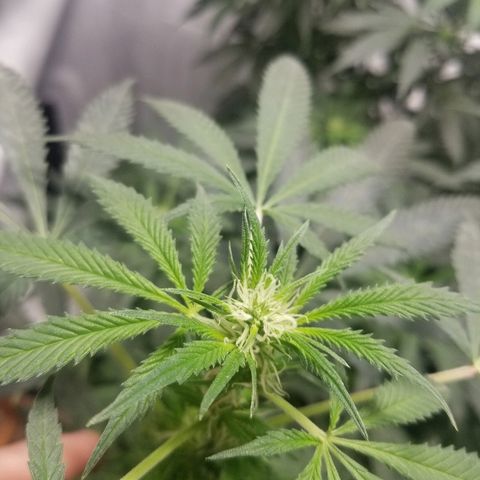 Gina growlog timeline photo