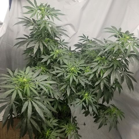 Gina growlog timeline photo