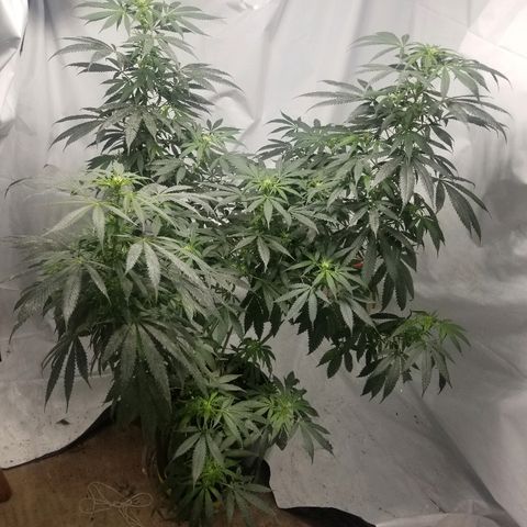 Gina growlog timeline photo