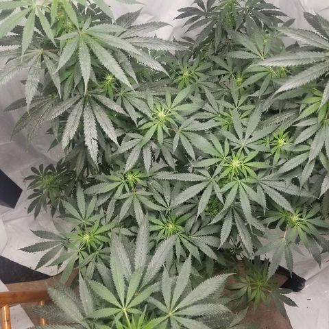 Gina growlog timeline photo