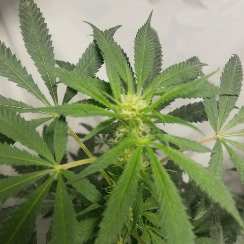 Gina growlog timeline photo