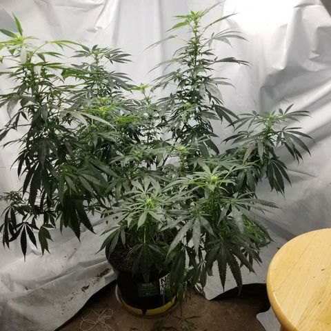 Gina growlog timeline photo