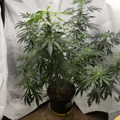 Gina growlog timeline photo