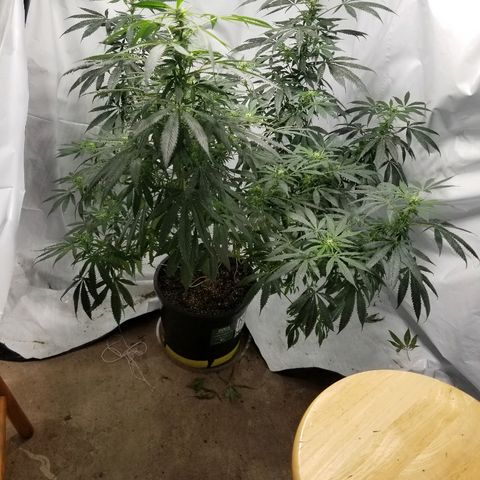 Gina growlog timeline photo