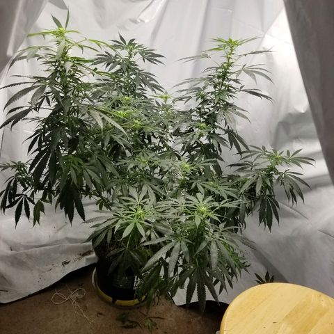 Gina growlog timeline photo