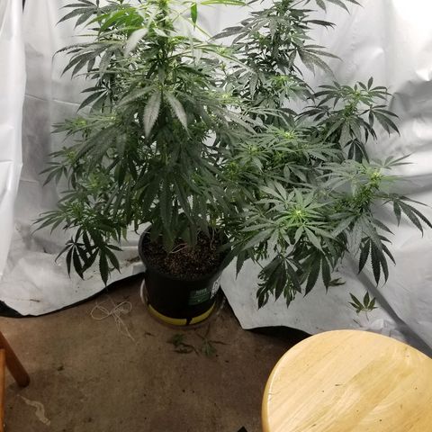 Gina growlog timeline photo