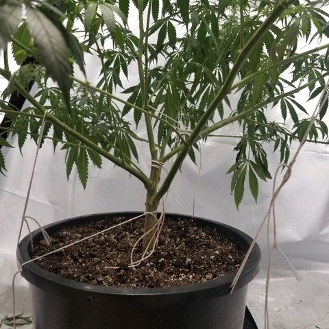Gina growlog timeline photo