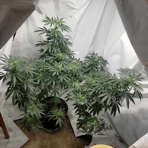 Gina growlog timeline photo