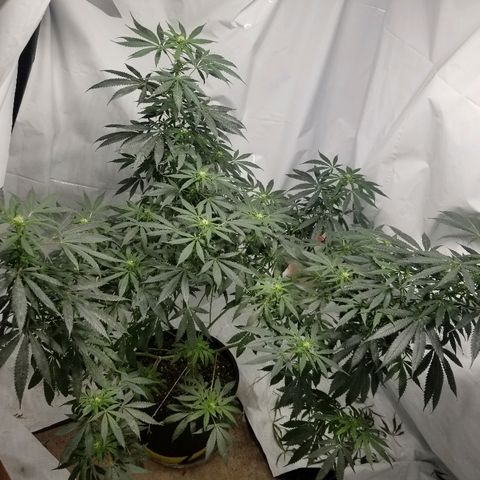 Gina growlog timeline photo