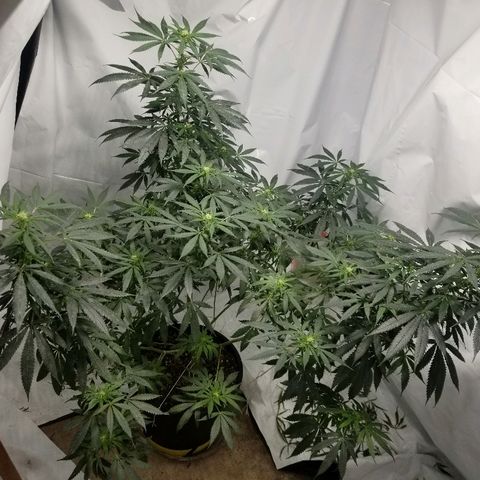 Gina growlog timeline photo
