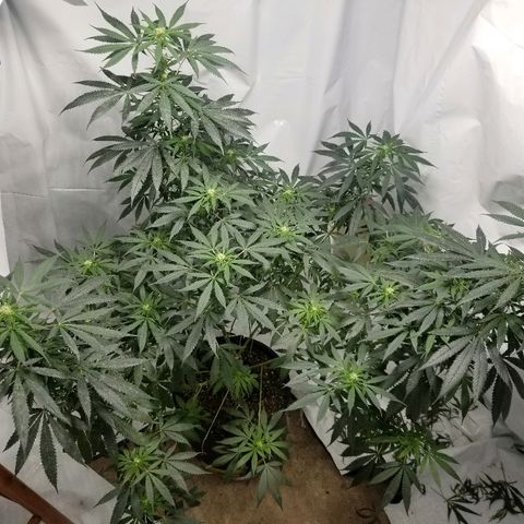 Gina growlog timeline photo