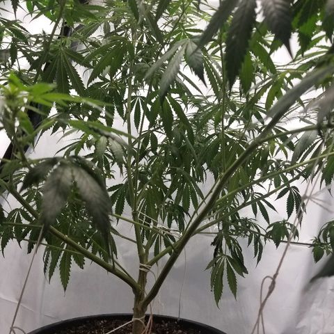 Gina growlog timeline photo
