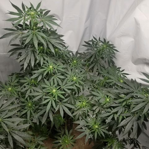 Gina growlog timeline photo