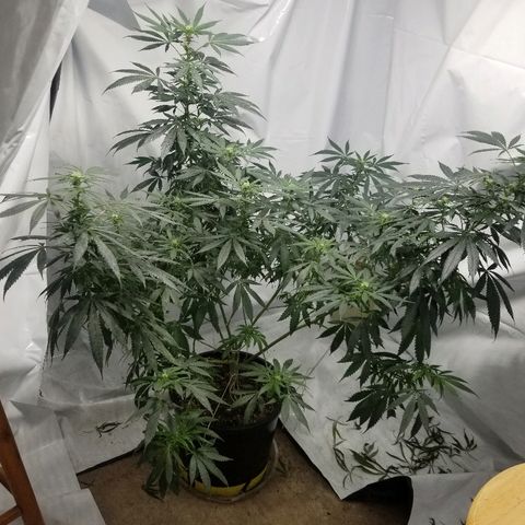 Gina growlog timeline photo