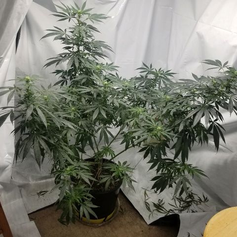 Gina growlog timeline photo