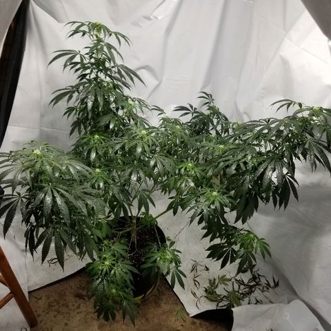 Gina growlog timeline photo