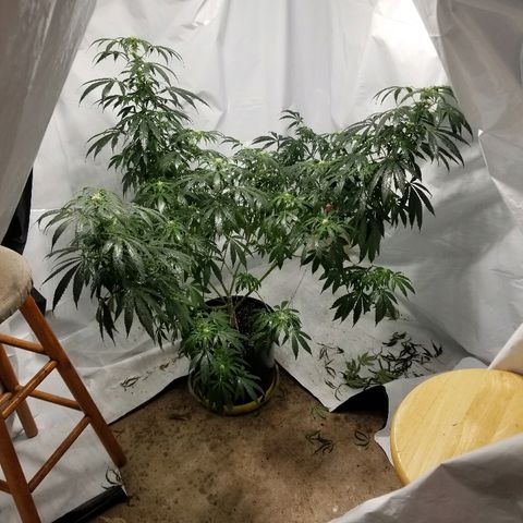 Gina growlog timeline photo