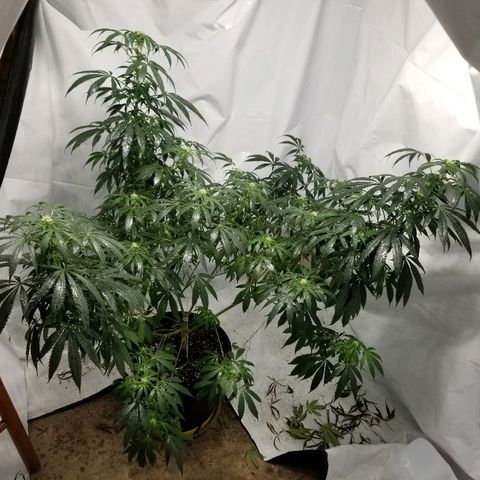 Gina growlog timeline photo
