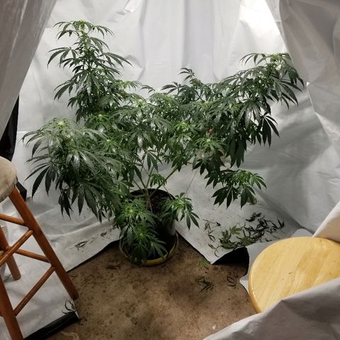 Gina growlog timeline photo