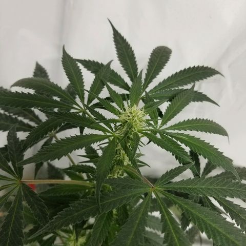 Gina growlog timeline photo