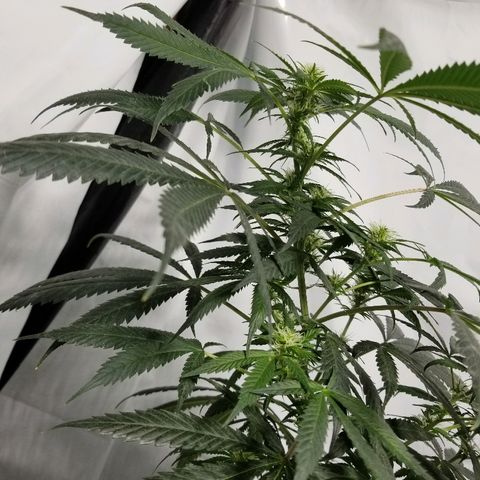 Gina growlog timeline photo