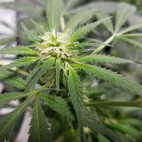 Gina growlog timeline photo